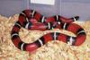 Nelson's Milksnake (L.t. nelsoni)