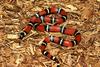 Pacific Central American Milksnake (L.t. oligozona)