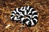 California Kingsnake 