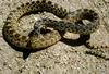 Bullsnake (Pituophis catenifer sayi)