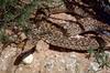 Bullsnake (Pituophis catenifer sayi)