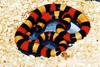 Pueblan Milksnake (L. t. campbelli) 