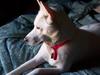 white husky - Meet Becka