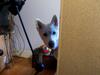 white husky -  Becka