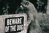 fearless cat