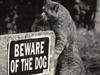 fearless cat