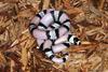 Honduran Milksnake (L. t. hondurensis) Anerythristic