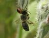 Ara??a y Abeja