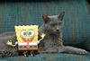 Bob and the Cat