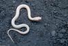 Albino Eastern Garter Snake (Thamnophis sirtalis sirtalis)