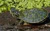 Northern Red-bellied Cooter (Pseudemys rubriventris)