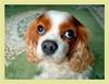 Cavelier King Charles