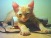 Internet Addicted Cat