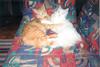 Who said Cats don't feel love?