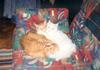 Who said Cats don't feel love?