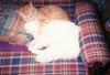 Who said Cats don't feel love?