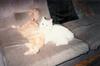 Who said Cats don't feel love?