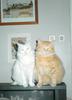 Who said Cats don't feel love?