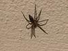 Unknown Spider
