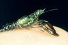 American Lobster (Homarus americanus)