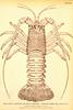 California Spiny Lobster (Panulirus interruptus)