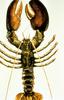 American Lobster (Homarus americanus)