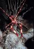 California Spiny Lobster (Panulirus interruptus)