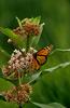 Monarch Butterfly (Danaus plexippus)