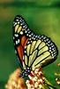 Monarch Butterfly (Danaus plexippus)