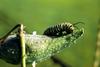 Caterpillar, Monarch Butterfly (Danaus plexippus)