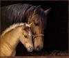 TXscan 04 Persis Clayton Weirs-Gentle Touch