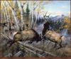TXscan 07 Michael Sieve-Battling Bulls(Elk)