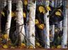 TXscan 08 Michael Glenn Monroe-Eyes of the Forest