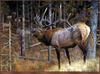 TXscan 09 Carl Brenders-A Hunters Dream