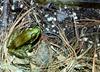 Southern Leopard Frog (Rana sphenocephala)