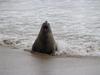 Elephant Seal