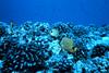 Millet Butterflyfish (Chaetodon miliaris)