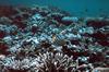 Ornate Butterflyfish (Chaetodon ornatissimus)