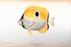 Teardrop Butterflyfish (Chaetodon unimaculatus)