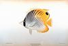 Threadfin Butterflyfish (Chaetodon auriga)