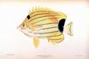 Bluestriped Butterflyfish (Chaetodon fremblii)