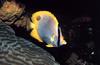 Spotfin Butterflyfish (Chaetodon ocellatus)