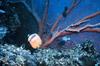 Sunburst Butterflyfish (Chaetodon kleinii)  & Sea Fan