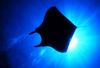 Manta Ray (Manta sp.)