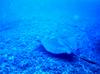 Southern Stingray (Dasyatis americana)