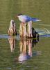 Arctic Tern (Sterna paradisaea)