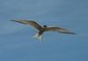 Arctic Tern (Sterna paradisaea)