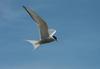 Arctic Tern (Sterna paradisaea)