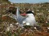 Arctic Tern (Sterna paradisaea)