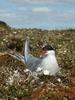 Arctic Tern (Sterna paradisaea)